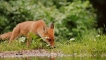 Photo nature