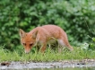 Photo nature