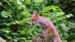 Photo nature