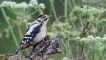 Photo nature