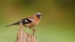Photo nature