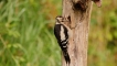 Photo nature