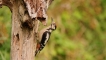 Photo nature