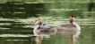 Photo nature