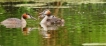 Photo nature