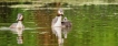 Photo nature