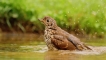 Photo nature