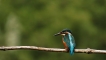 Photo nature