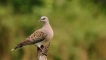 Photo nature