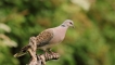 Photo nature