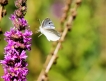 Photo nature