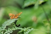 Photo nature