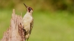 Photo nature
