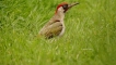 Photo nature
