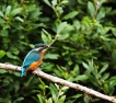 Photo nature