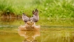 Photo nature