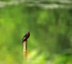 Photo nature