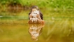 Photo nature