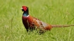 Photo nature
