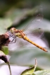 Photo nature
