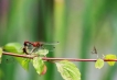 Photo nature