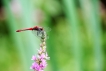 Photo nature