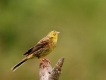 Photo nature