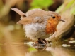 Photo nature