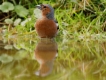 Photo nature