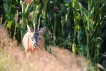 Photo nature