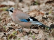 Photo nature