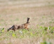 Photo nature