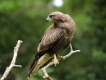 Photo nature