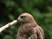 Photo nature