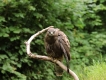 Photo nature
