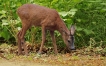 Photo nature