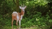 Photo nature