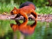 Photo nature