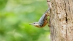 Photo nature