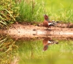 Photo nature