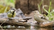 Photo nature