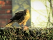 Photo nature
