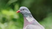 Photo nature