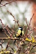 Photo nature