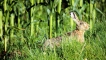 Photo nature