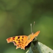 Photo nature