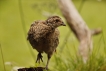 Photo nature