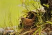 Photo nature
