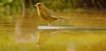 Photo nature