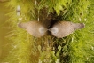 Photo nature